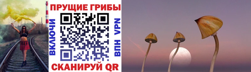 ОМГ ОМГ сайт  где можно купить наркотик  Михайловка  Галлюциногенные грибы Psilocybine cubensis 